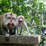 ubud monkey forest